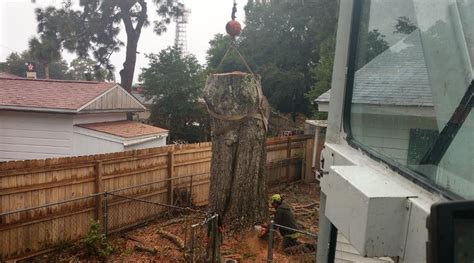 How Experts Remove Tree Roots l Tree Root Removal Guide