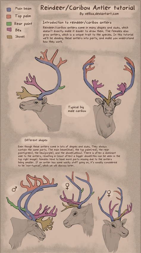 Antler Anatomy