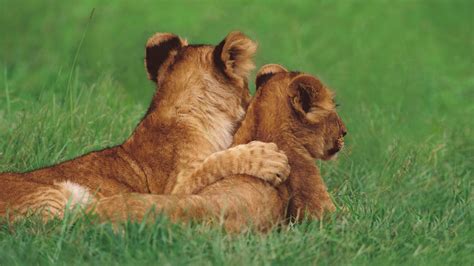 Two lion cubs lying on green grass field during daytime HD wallpaper ...