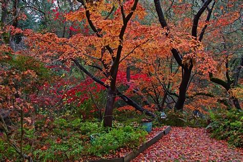 Japanese Maples Set Fire to this Fall Garden - FineGardening