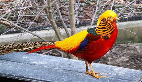 Golden Pheasant | Facts, Information and Habitat