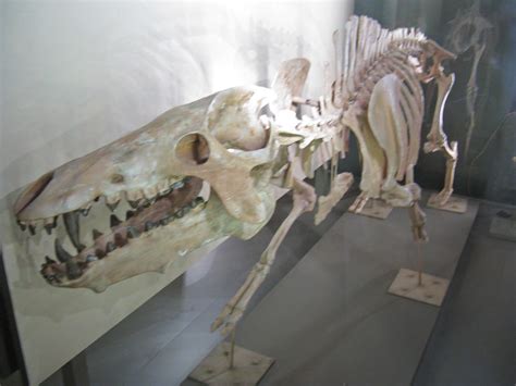 Archaeotherium | Archaeotherium was a large piglike animal t… | Flickr