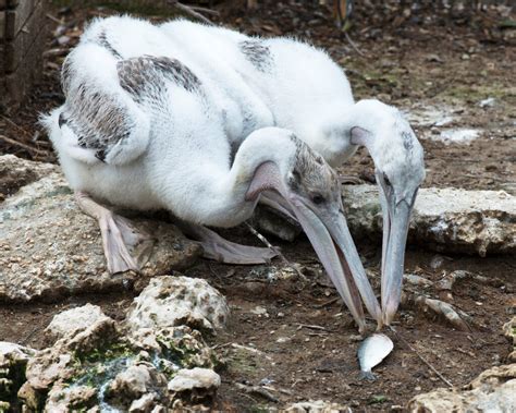 8 Facts About Baby Pelicans - A-Z Animals