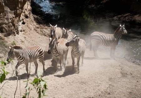 Zebras in Kenya - Wildlife Shots