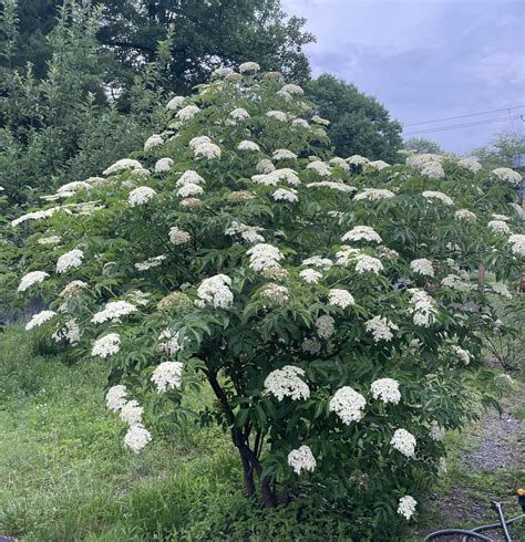 341 best Elderberry images on Pholder | Foraging, Mead and Herbalism