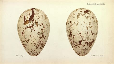 Great Auk Eggs Photograph by Natural History Museum, London | Fine Art America