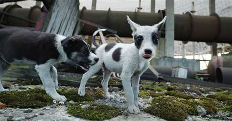 Hundreds Of Dogs And Puppies Live In Chernobyl—And You Can Adopt One