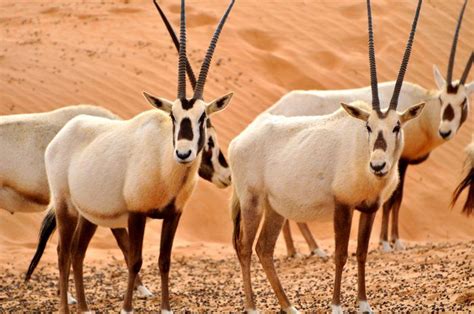 5 Middle Eastern animals you had no idea existed | Arabian oryx ...