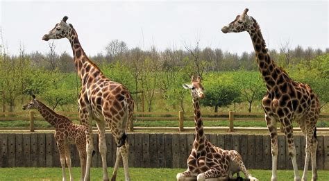 Banham Zoo | Discover Animals