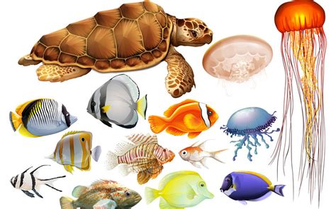 Information about sea animals characteristics & classification, types of sea animals