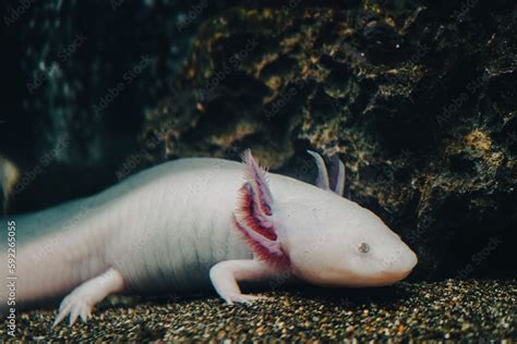 Axolotl, Mexican walking fish, salamander, tiger salamander. A pink ...