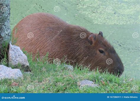 Large Capybara with Frightened Look in Its Natural Habitat Stock Image ...