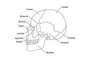 Human skull bones anatomy with | Education Illustrations ~ Creative Market