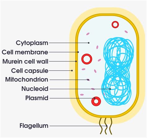 Bacteria Cell Labelled Diagram Simple | The Best Porn Website