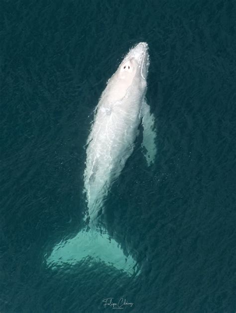 Migaloo Take Two? Rare Albino Humpback Whale Pictured Swimming With Mom ...