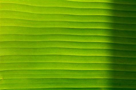 Premium Photo | Beautiful, green, banana leaf, light, fresh, background | Banana leaf wallpaper ...