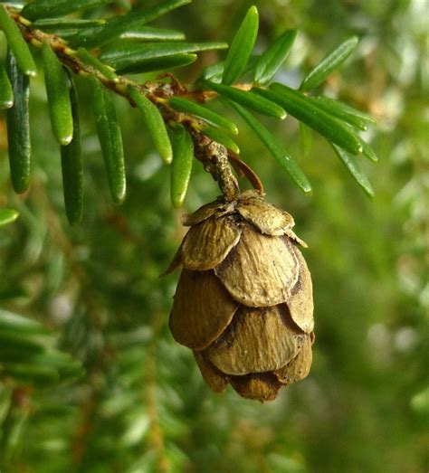 Eastern Hemlock (Tsuga canadensis) cone | Conifer trees, Beautiful tree ...