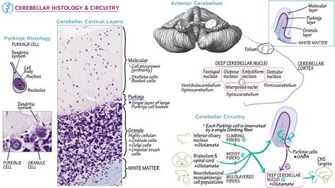 Cerebellum Histology Diagram