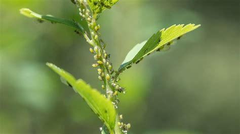 How to Get Rid of an Aphid Infestation - 4 Natural Ways