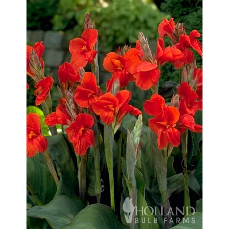 Canna Lily Bulbs - The President Red Canna Rhizomes / Bulbs / Roots (3 Pack) - Walmart.com ...