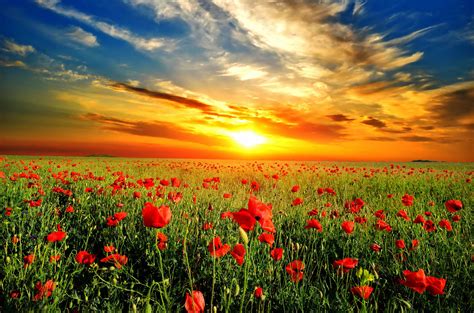 Poppy Fields At Sunset Wallpapers - Wallpaper Cave