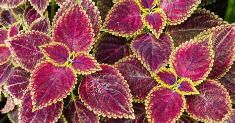 How To Grow Coleus From Seeds