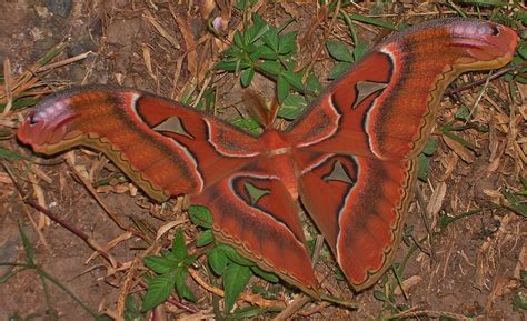 Atlas Moth | This is the Philippines variety, Attacus lorqui… | Flickr