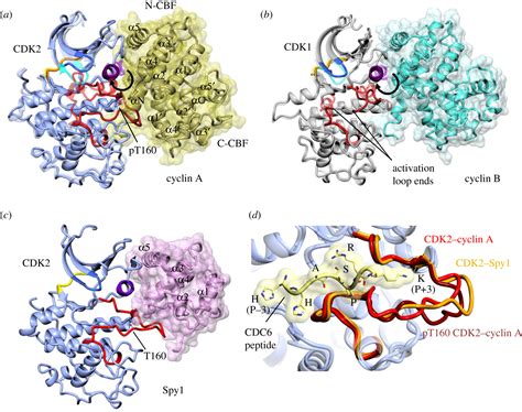 Structural insights into the functional diversity of the CDK–cyclin ...