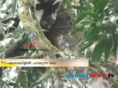 Biblical gopher tree stands tall in Gavi:Chuttuvattom9th April ചുറ്റുവട്ടം - YouTube