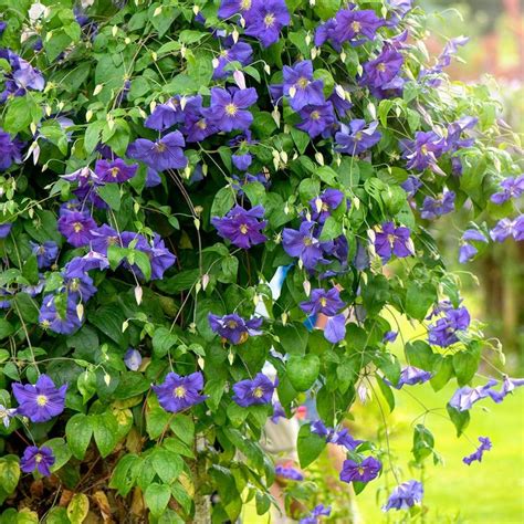 13 Perennial Vines Your Garden Can't Go Without | Flowering vines ...