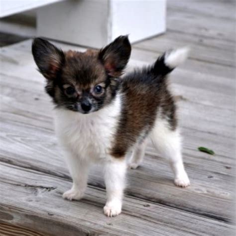 Chion (Papillon Chihuahua Mix) Info, Temperament, Puppies, Pictures