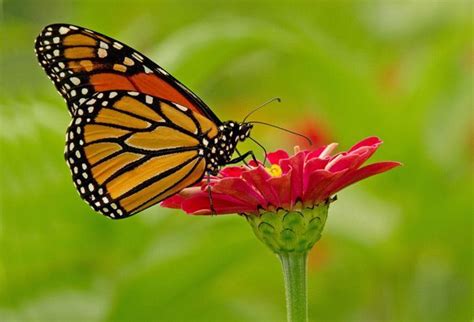 Make Food for Monarch Butterflies Using Your Leftovers | Patterns in nature, Pollination ...