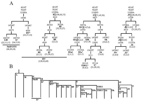 Mitochondrial DNA haplogroups. Haplogroup nomenclature is denoted in... | Download Scientific ...