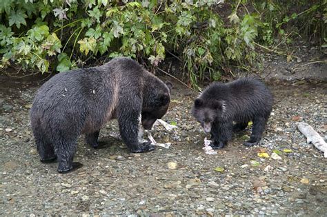 Stewart, BC and Hyder, Alaska | David and Enid's Travels