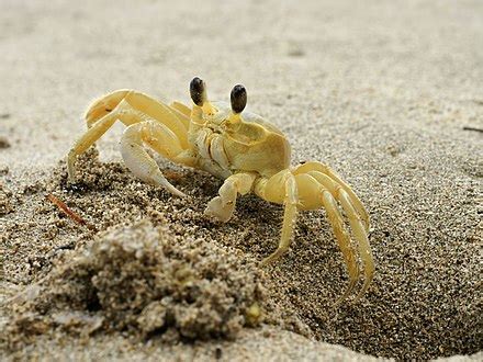 Atlantic ghost crab - Wikipedia