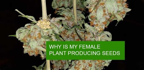 SOLVED! Why is my Female Plants Producing Seeds?