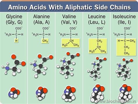 Basics and Amino acids Classification