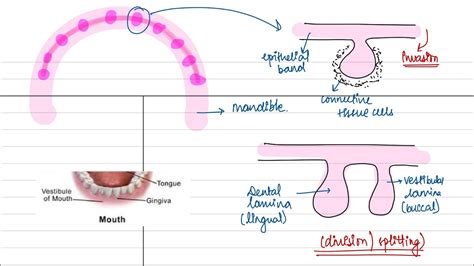 Tooth development part - 1 (dental lamina, vestibular lamina) Orban’s histology - YouTube