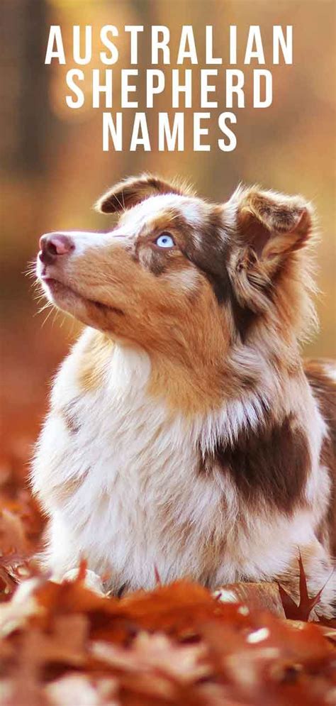 Australian Shepherd Names – 200 Amazing Aussie Dog Ideas in 2023 ...