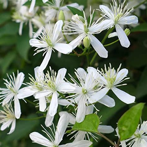 The Ultimate Guide to Pruning Overgrown Clematis Montana - Gardening Flow