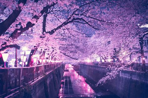 4K Wallpaper Night Cherry Blossom Anime / Cherry Blossom Abstract ...