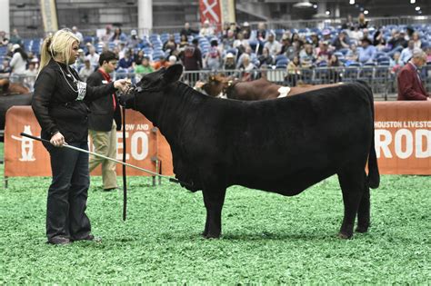 2024 IBBA National Brangus Show - Houston, Texas Grand Champion Ultra Female Champion Senior ...