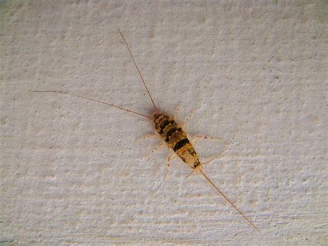 Silverfish and Firebrat Extermination | Pest Control of Bed Bugs, Fleas ...