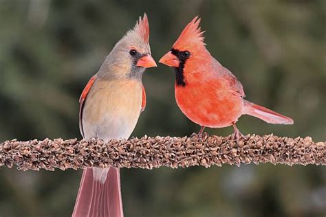 Male Vs. Female Cardinal - What Are the Differences?