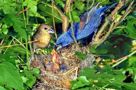 Get to Know Gorgeous Blue Grosbeaks - Birds and Blooms