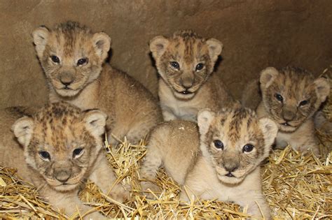 cute lion cubs - Lion cubs Photo (36139556) - Fanpop - Page 5