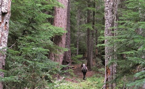 Old Growth Forest Oregon Map - China Map Tourist Destinations