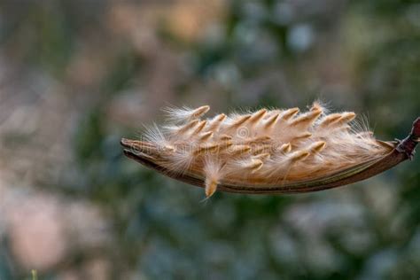 Oleander seeds stock image. Image of biology, florescence - 103497605