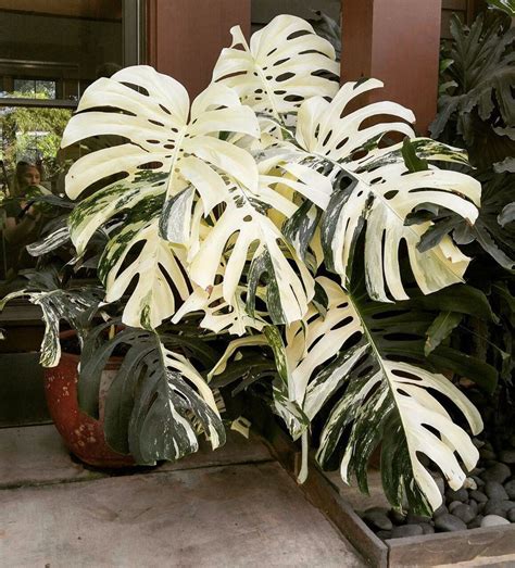 Monstera Inspo | Stueplanter, Blomster