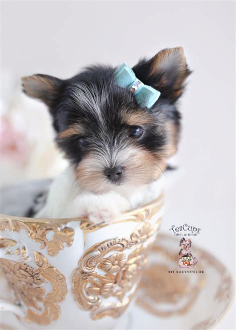 Biewer Terriers | Teacup Puppies & Boutique